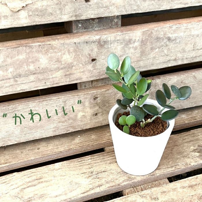 観葉植物現品販売