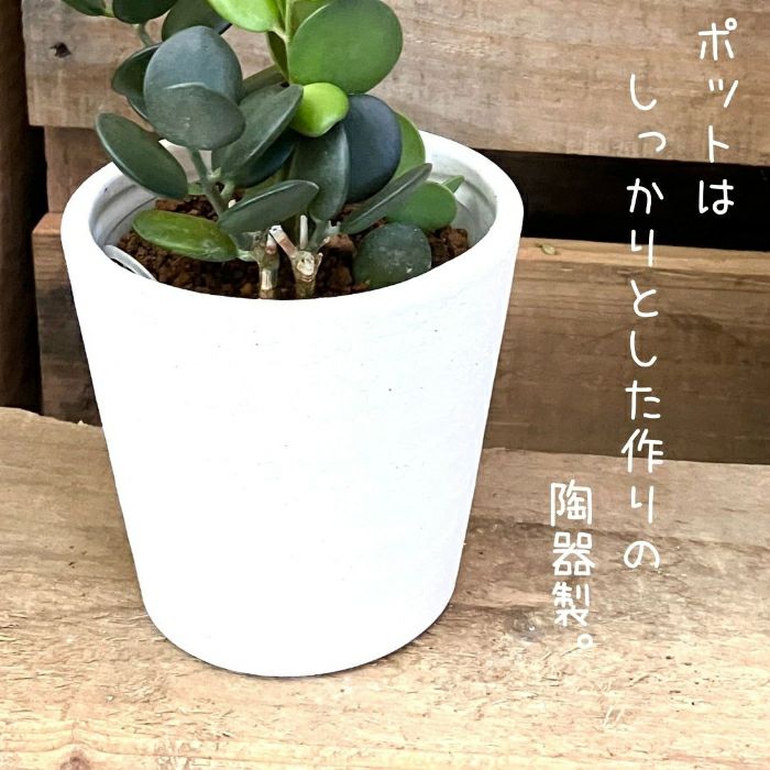 観葉植物現品販売