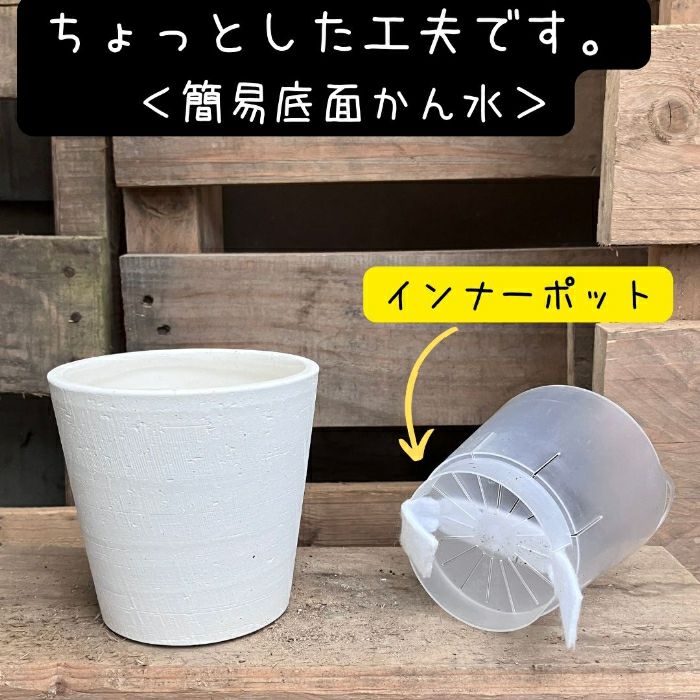 観葉植物現品販売