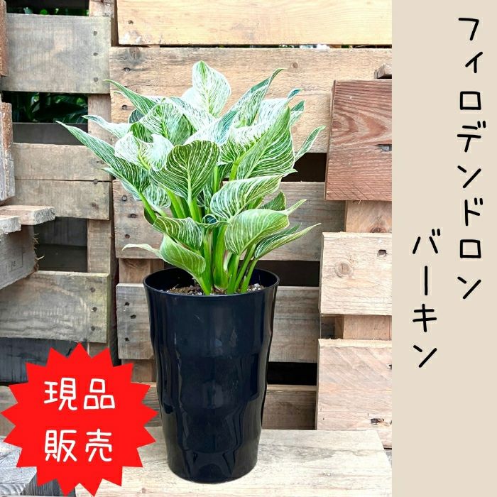 観葉植物現品販売