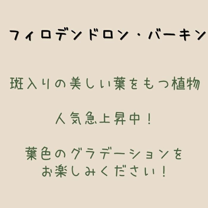 観葉植物現品販売