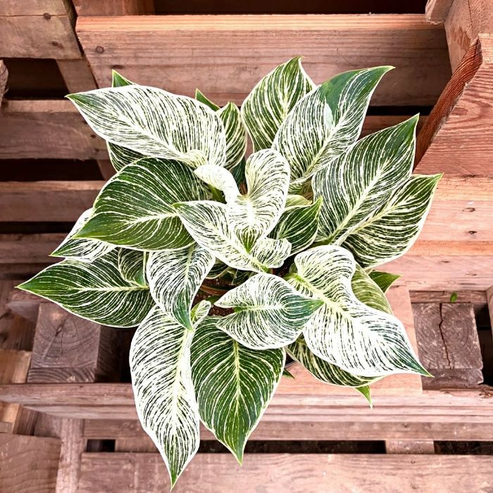 観葉植物現品販売