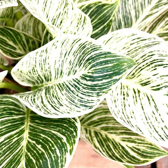 観葉植物現品販売