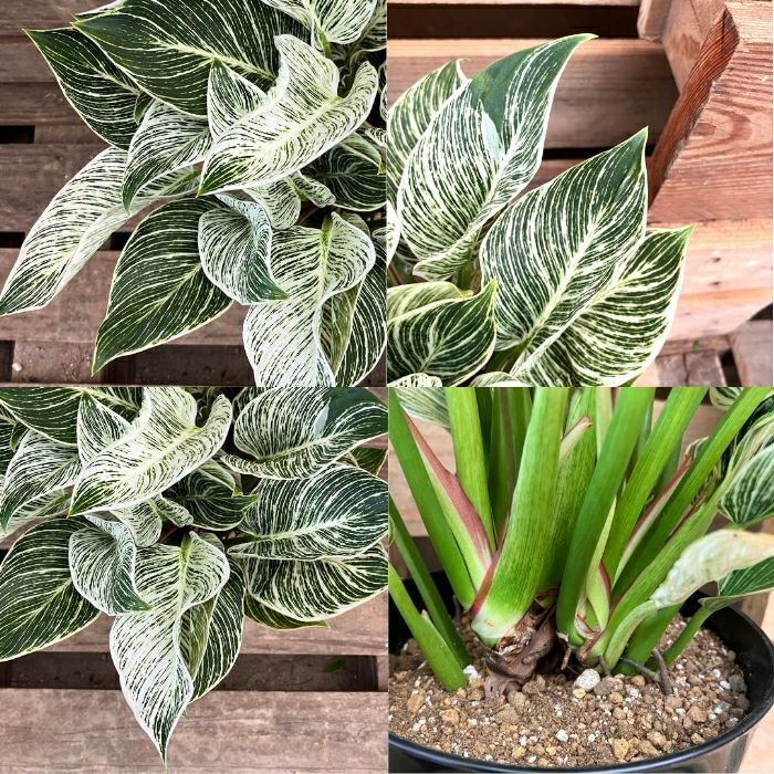 観葉植物現品販売