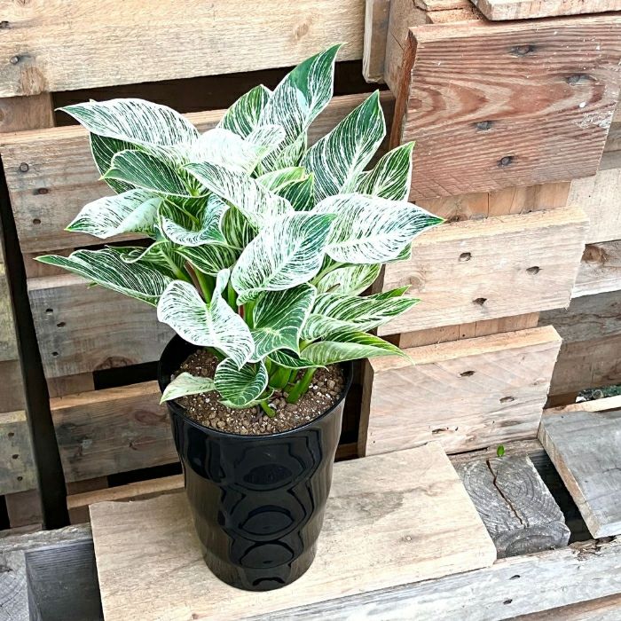 観葉植物現品販売