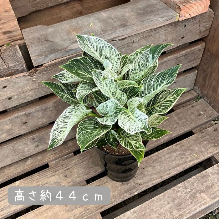 観葉植物現品販売