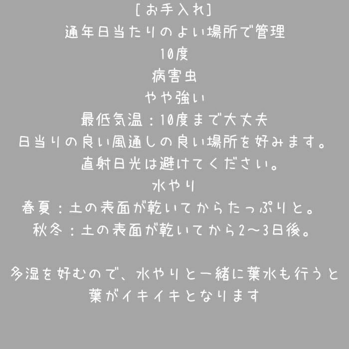 観葉植物現品販売