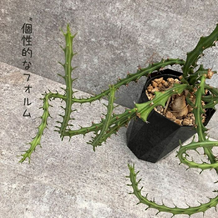 観葉植物現品販売