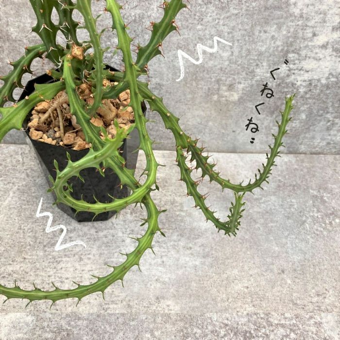 観葉植物現品販売