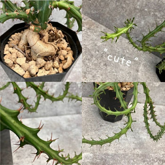 観葉植物現品販売