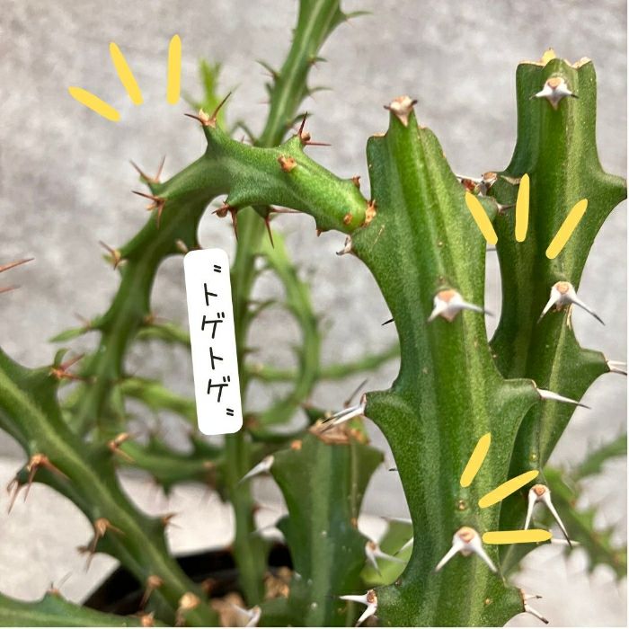 観葉植物現品販売