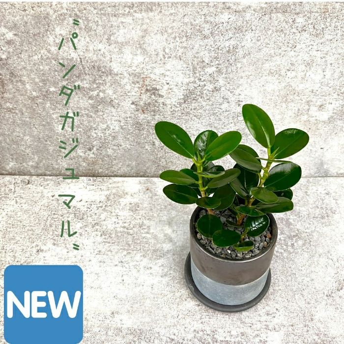 観葉植物現品販売
