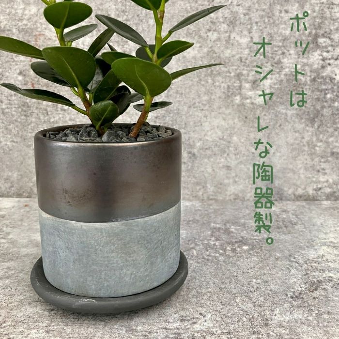 観葉植物現品販売