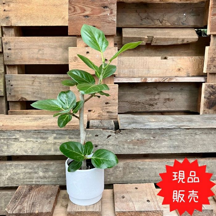 観葉植物現品販売
