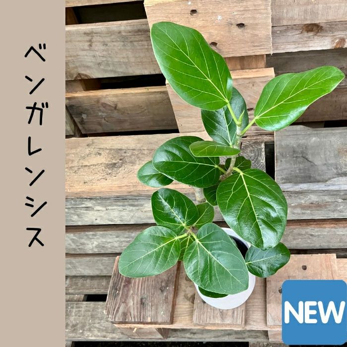 観葉植物現品販売