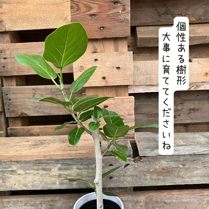 観葉植物現品販売