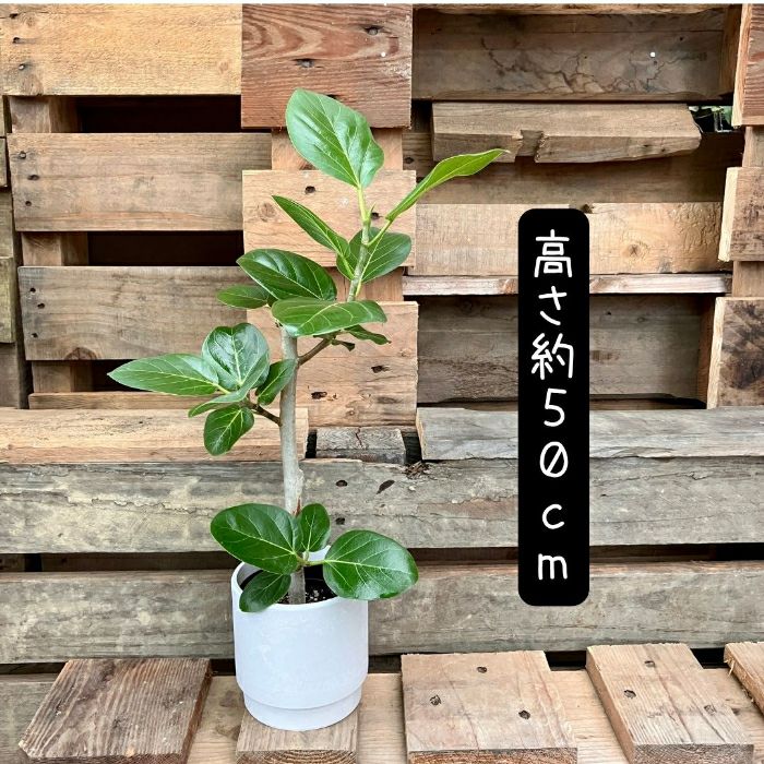 観葉植物現品販売