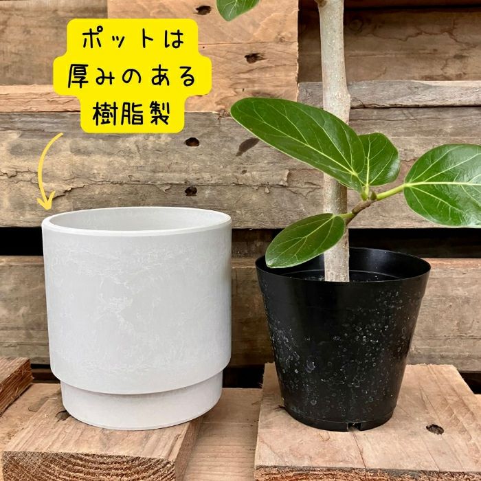 観葉植物現品販売