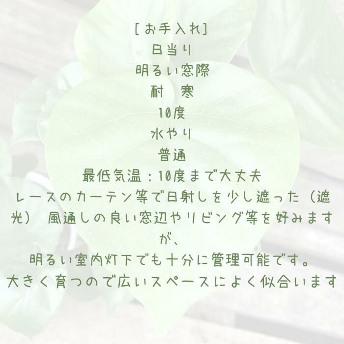 観葉植物現品販売