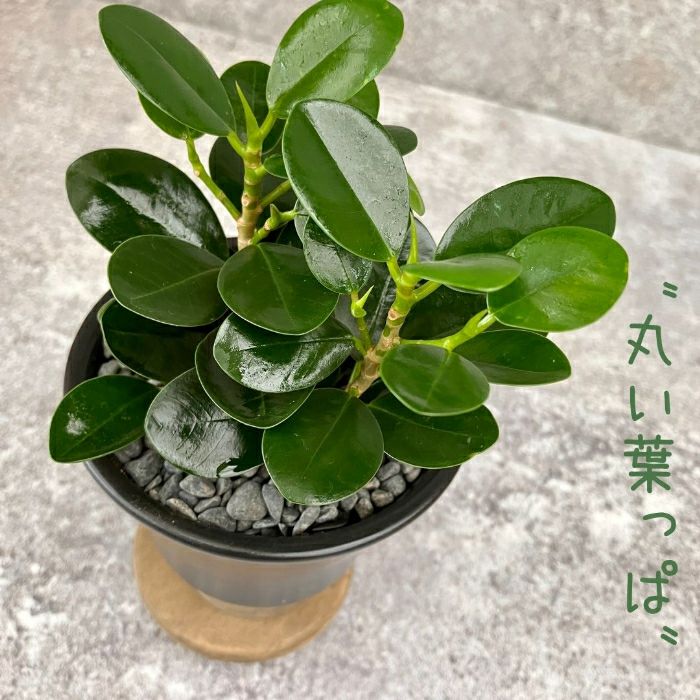 観葉植物現品販売