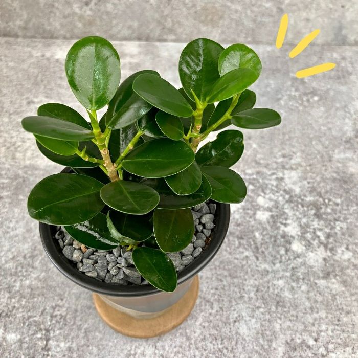 観葉植物現品販売