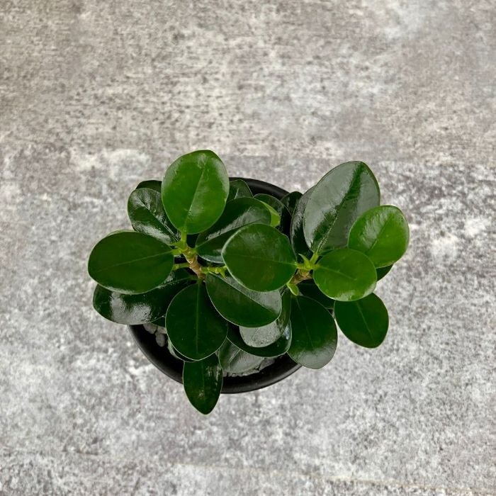 観葉植物現品販売