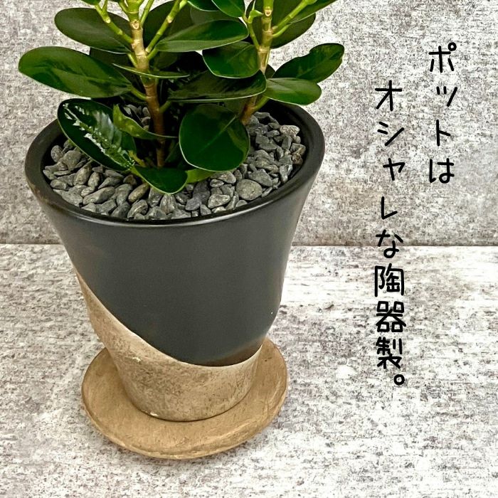 観葉植物現品販売