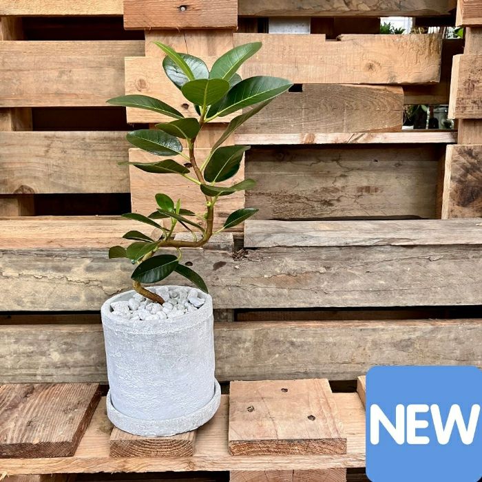 観葉植物現品販売