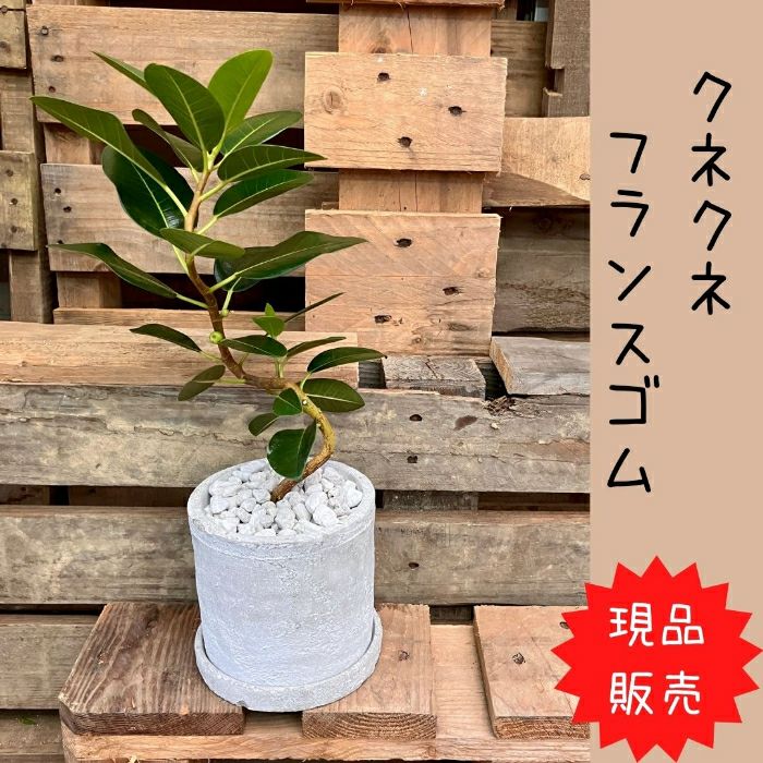 観葉植物現品販売