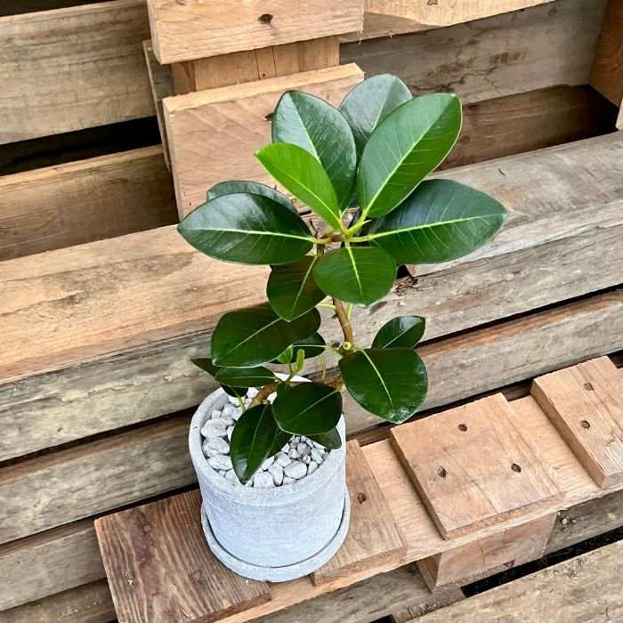 観葉植物現品販売