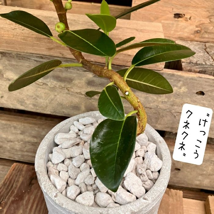 観葉植物現品販売