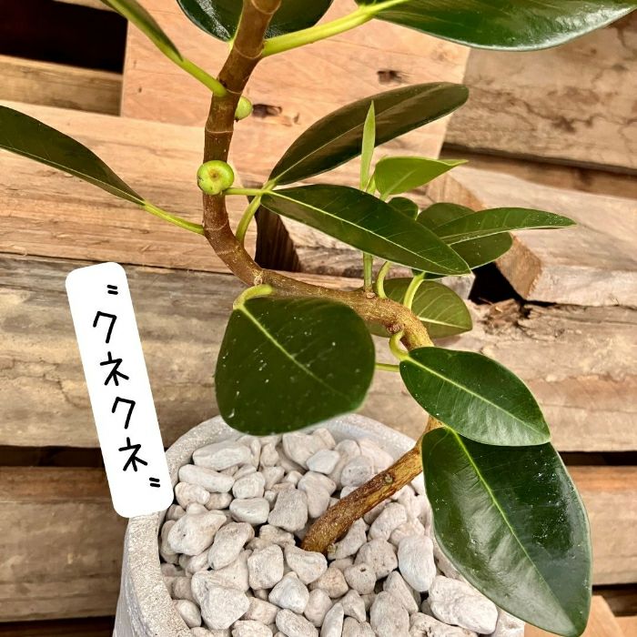 観葉植物現品販売