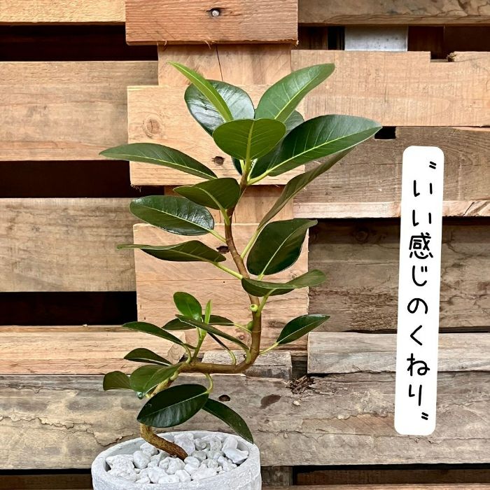 観葉植物現品販売