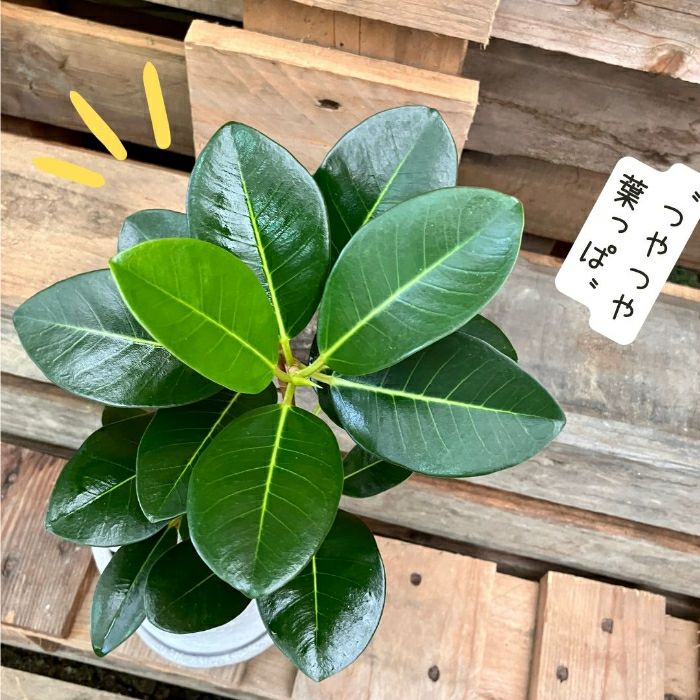 観葉植物現品販売