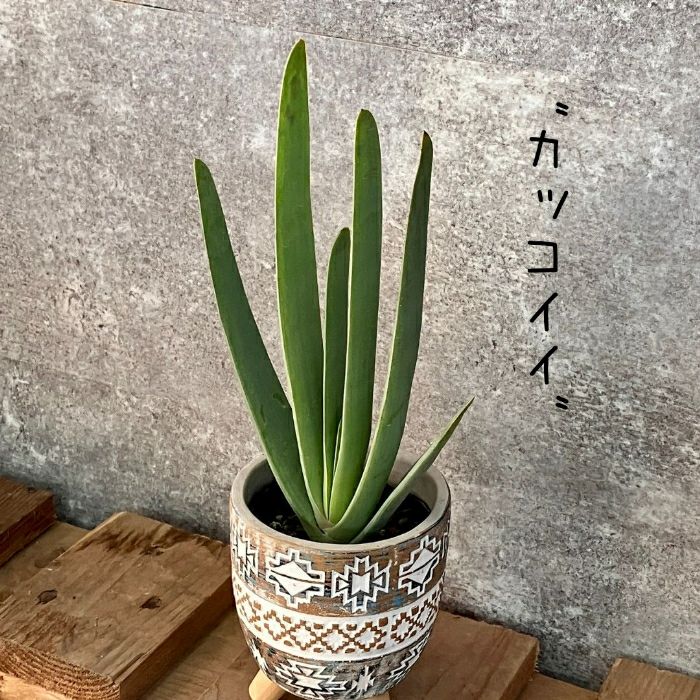 観葉植物現品販売