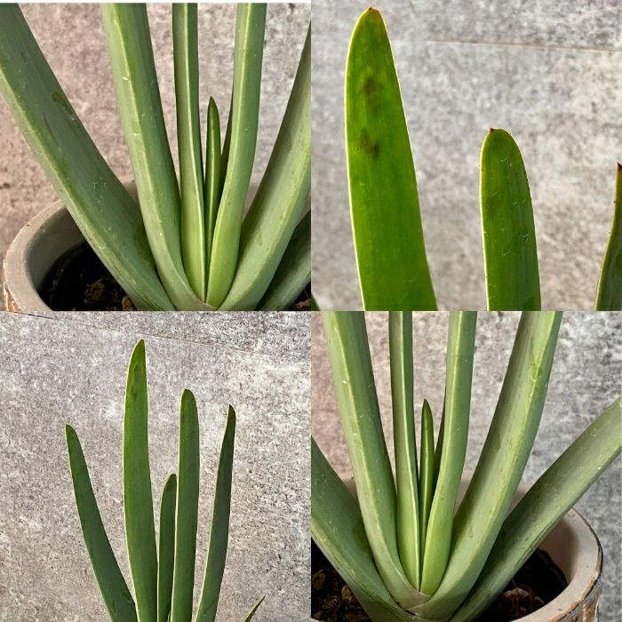 観葉植物現品販売