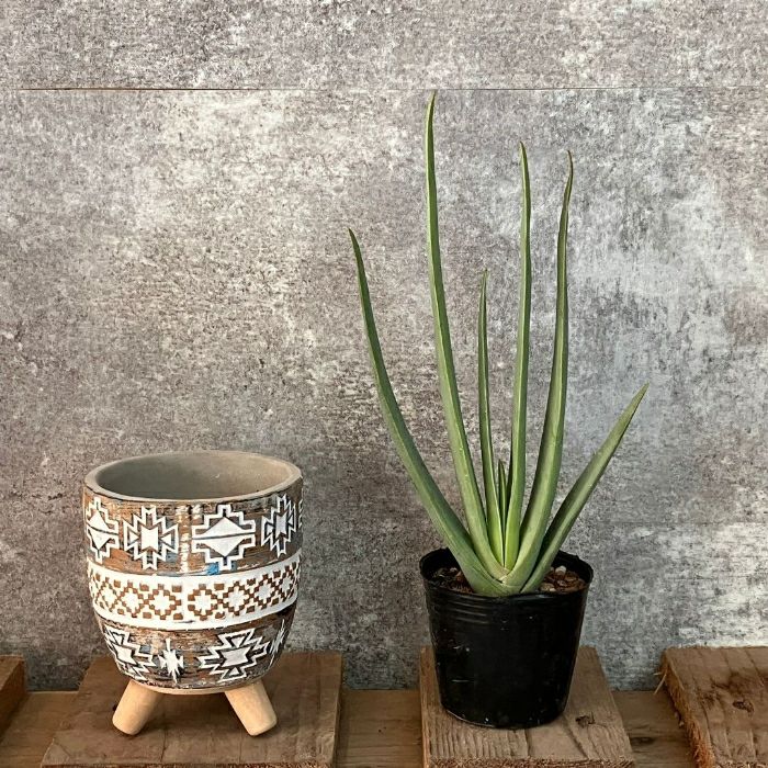 観葉植物現品販売