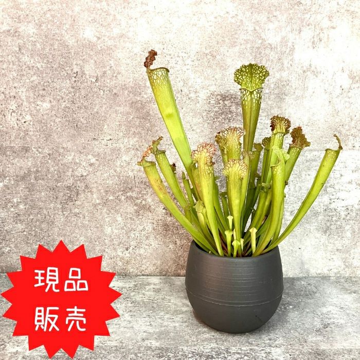 観葉植物現品販売