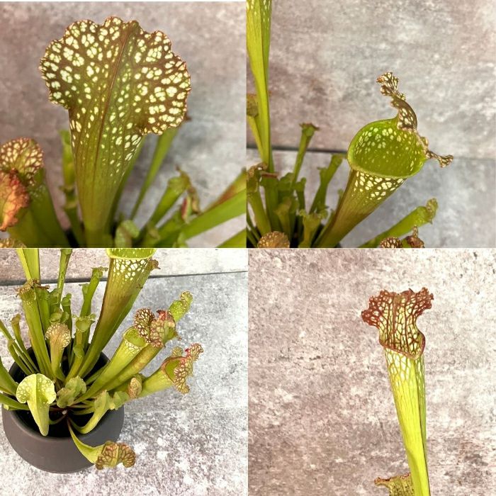 観葉植物現品販売