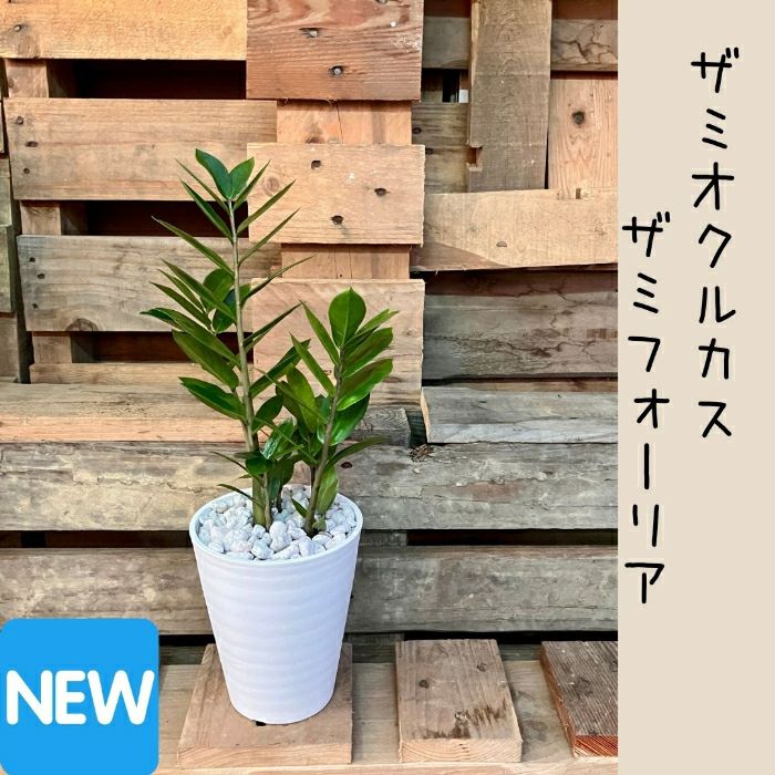 観葉植物現品販売