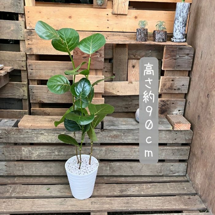 観葉植物現品販売