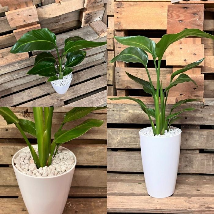 観葉植物現品販売