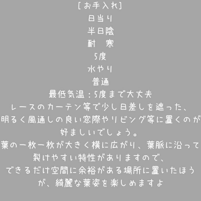 観葉植物現品販売