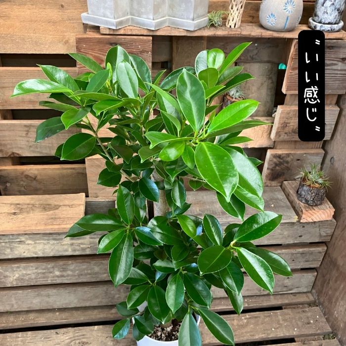 観葉植物現品販売