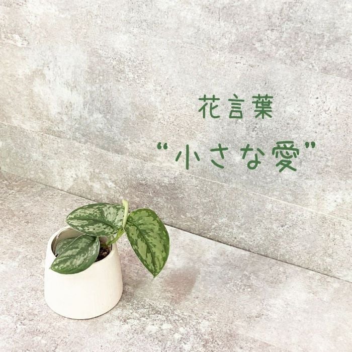 観葉植物現品販売