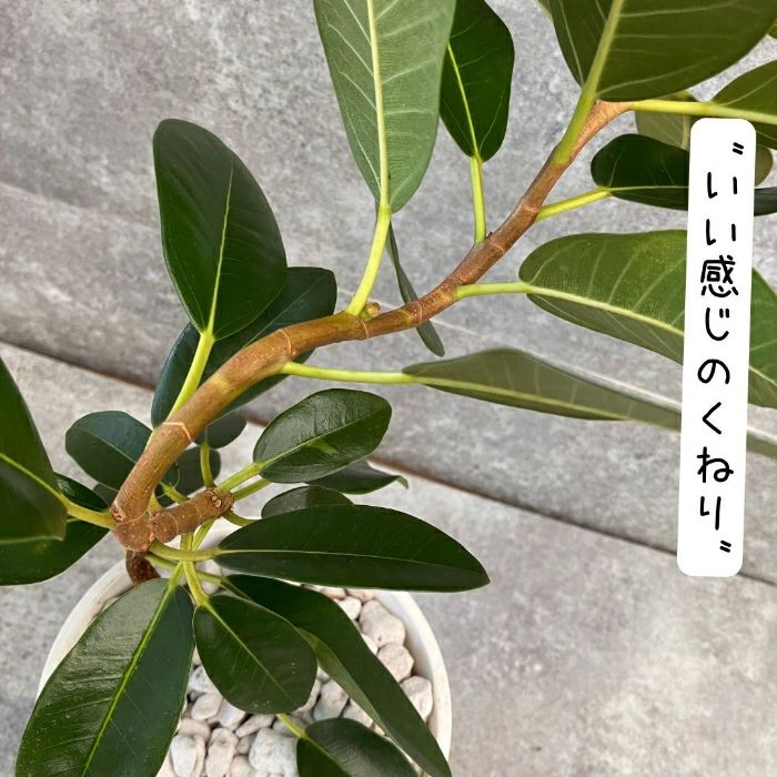 観葉植物現品販売