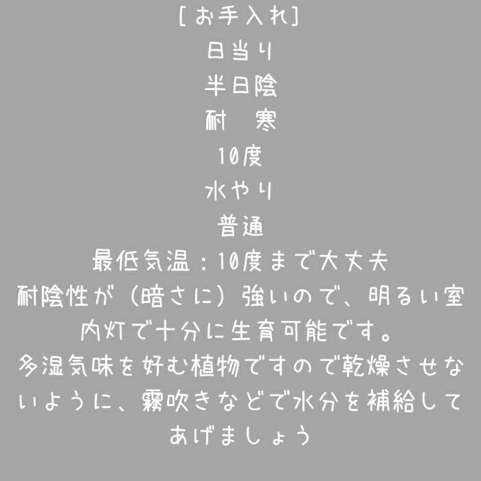 観葉植物現品販売