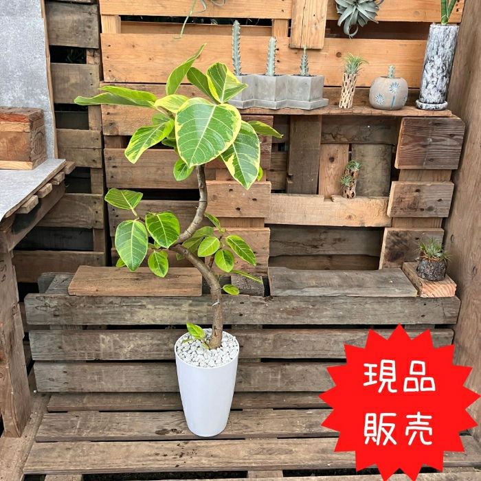 観葉植物現品販売