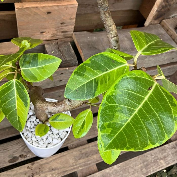 観葉植物現品販売