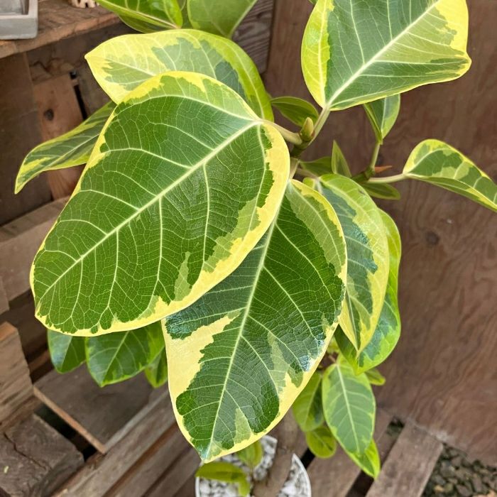 観葉植物現品販売